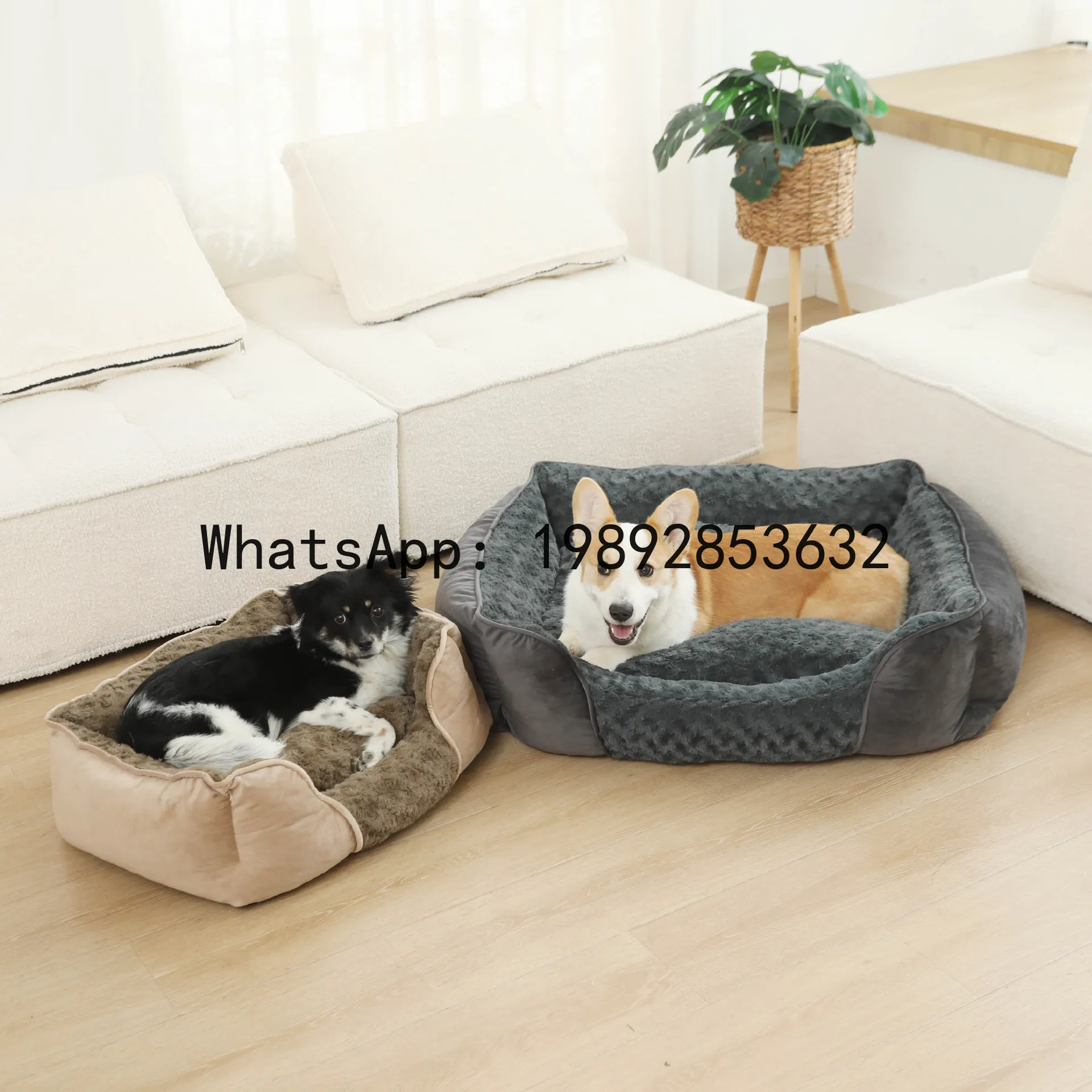 Pet X Supplies & Tack Reviews - Casa para gatos X, canil semi-fechado