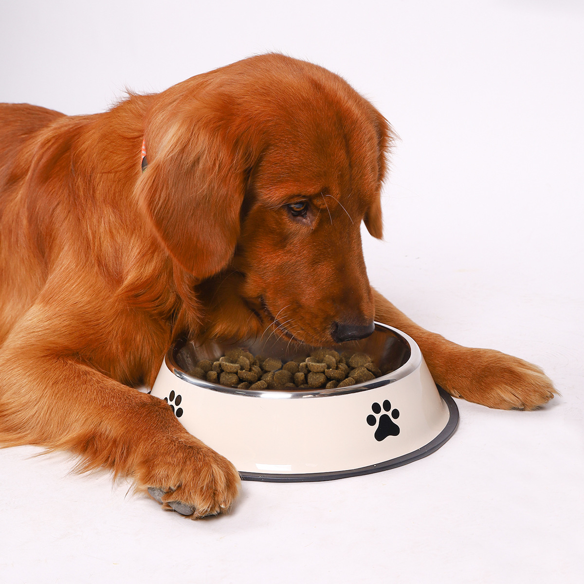 Tigela para Ração de Cães em A - Pet Supplies Hours avaliação e preço